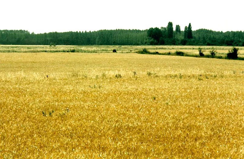 Paisaje abierto de Tierra de Campos